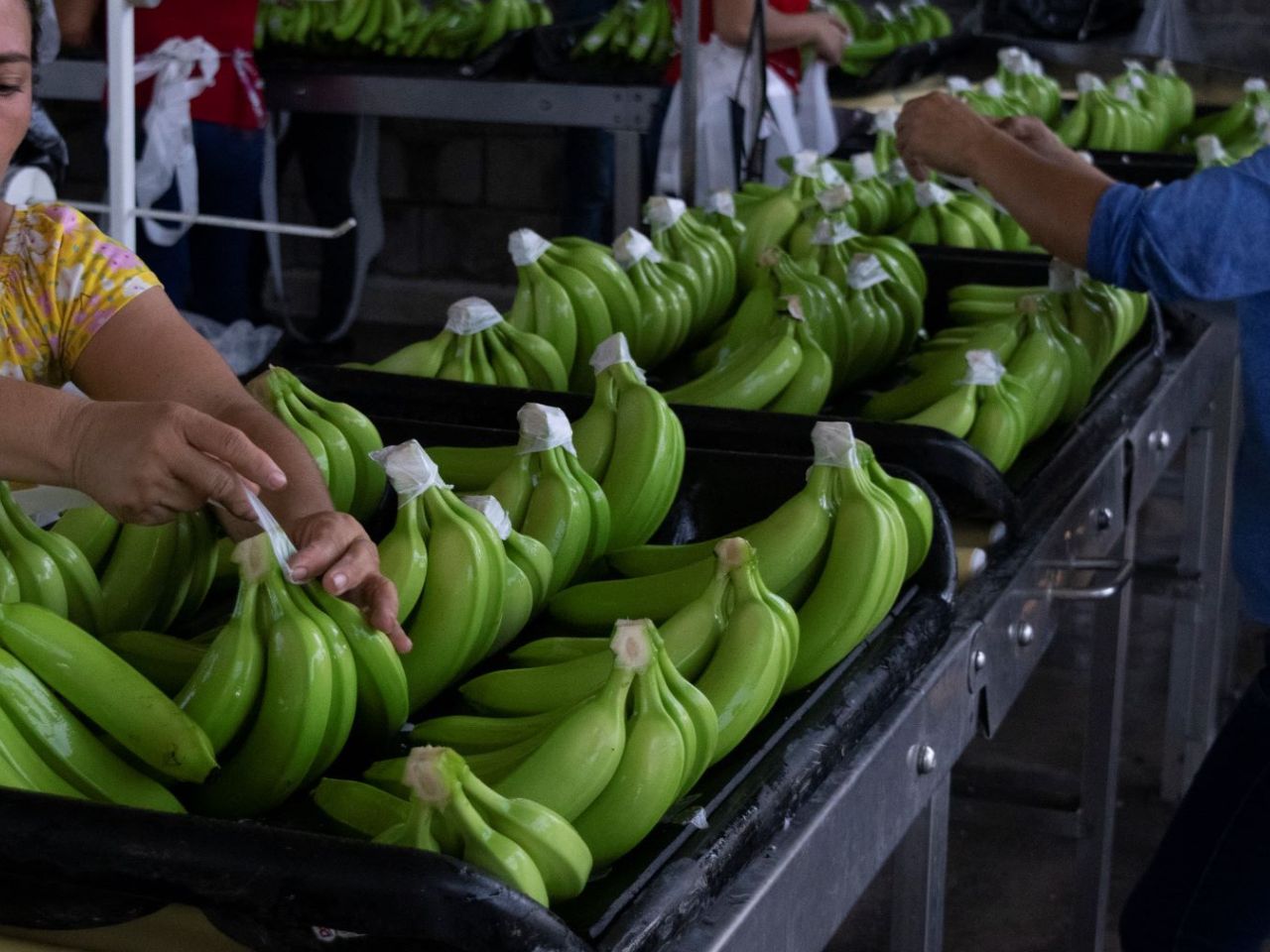 Freshly cut banana crowns during post-harvest handling