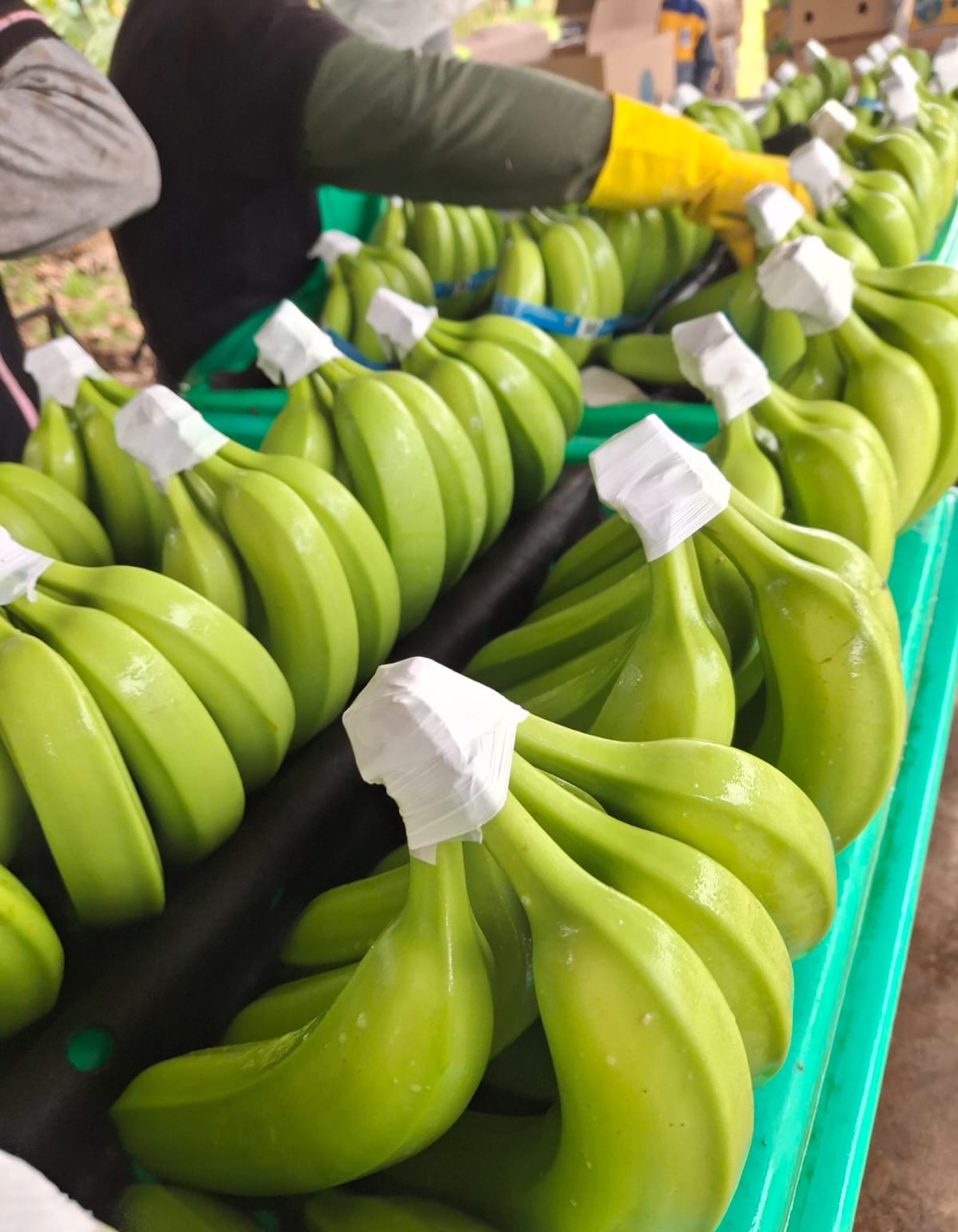 Banana crowns wrapped with ParaSeal during packing station handling