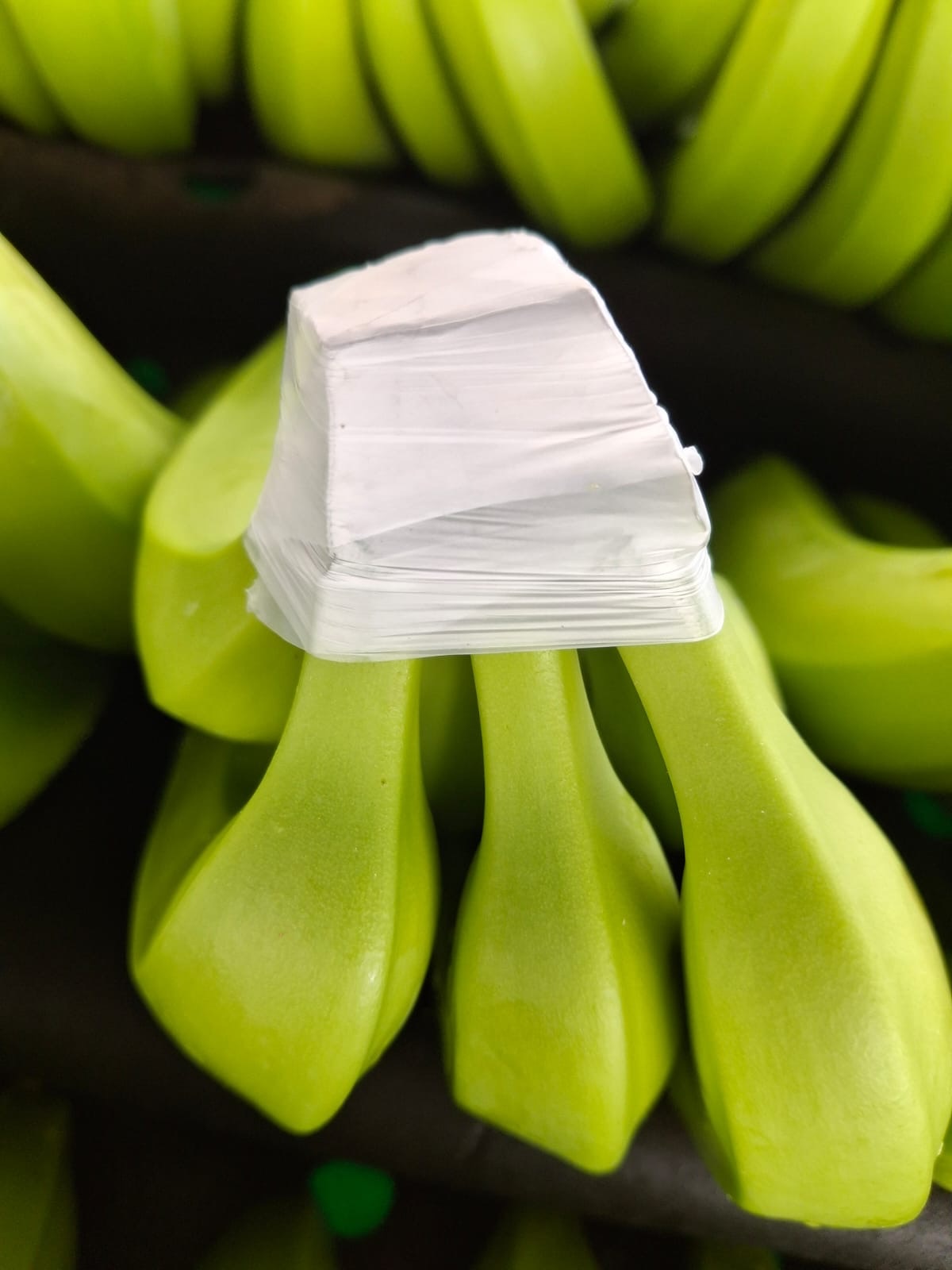 ParaSeal crown protection applied to banana crowns